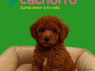 Caniche Enano perros - Anuncio 4