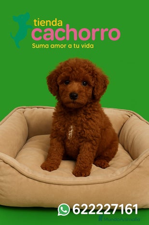 Caniche Enano perros - Anuncio 4