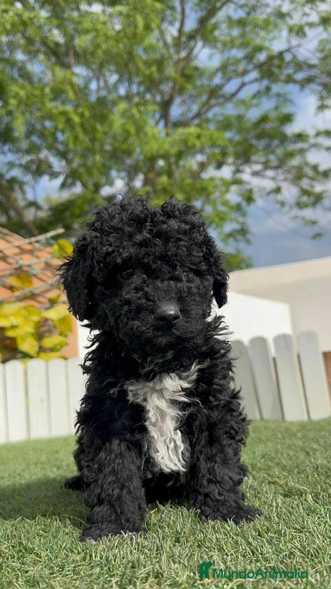 Perro de Agua Español perros en venta: PERRO DE AGUA  - Anuncio 2