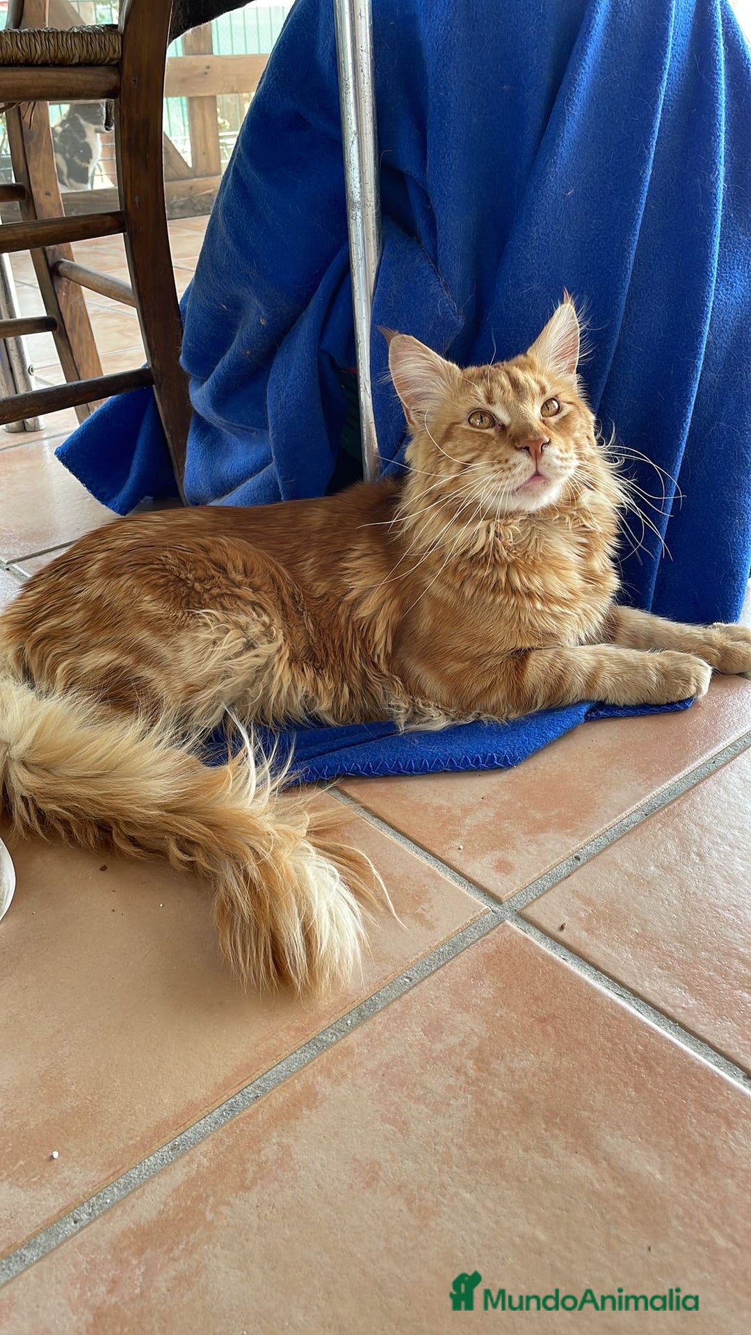 Maine Coon gatos en venta: Preciosa Camada Maine Coon - Imagen 11