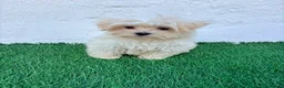 Bichón Maltés perros en venta: Bichon Maltes coreana - Anuncio 10