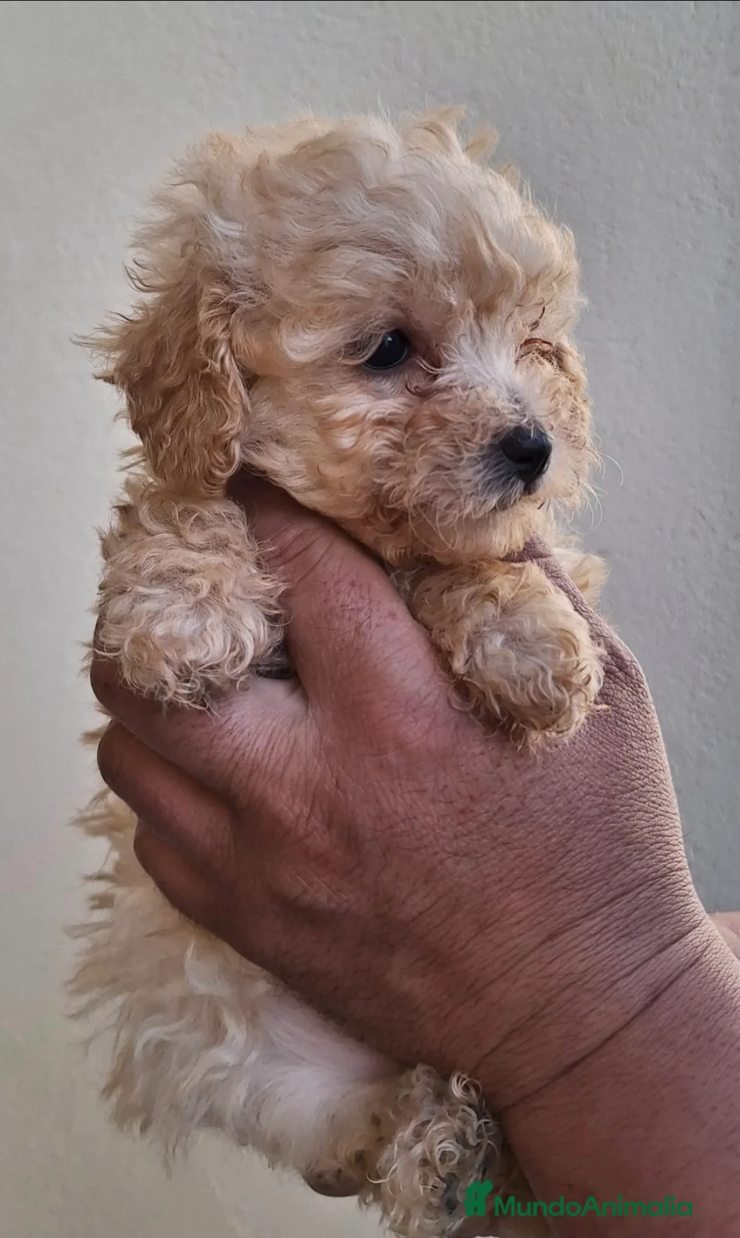 Caniche Toy perros en venta: Preciosa hembra de CANICHE TOY - Anuncio 1