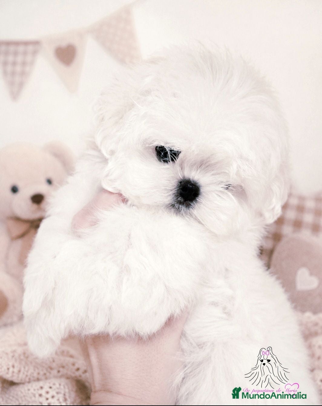Bichón Maltés perros Bichon maltes coreano miniatura MÁXIMA CALIDAD  - Anuncio 8