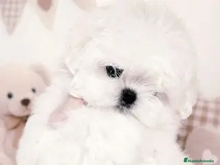Bichón Maltés perros Bichon maltes coreano miniatura MÁXIMA CALIDAD - Anuncio 8