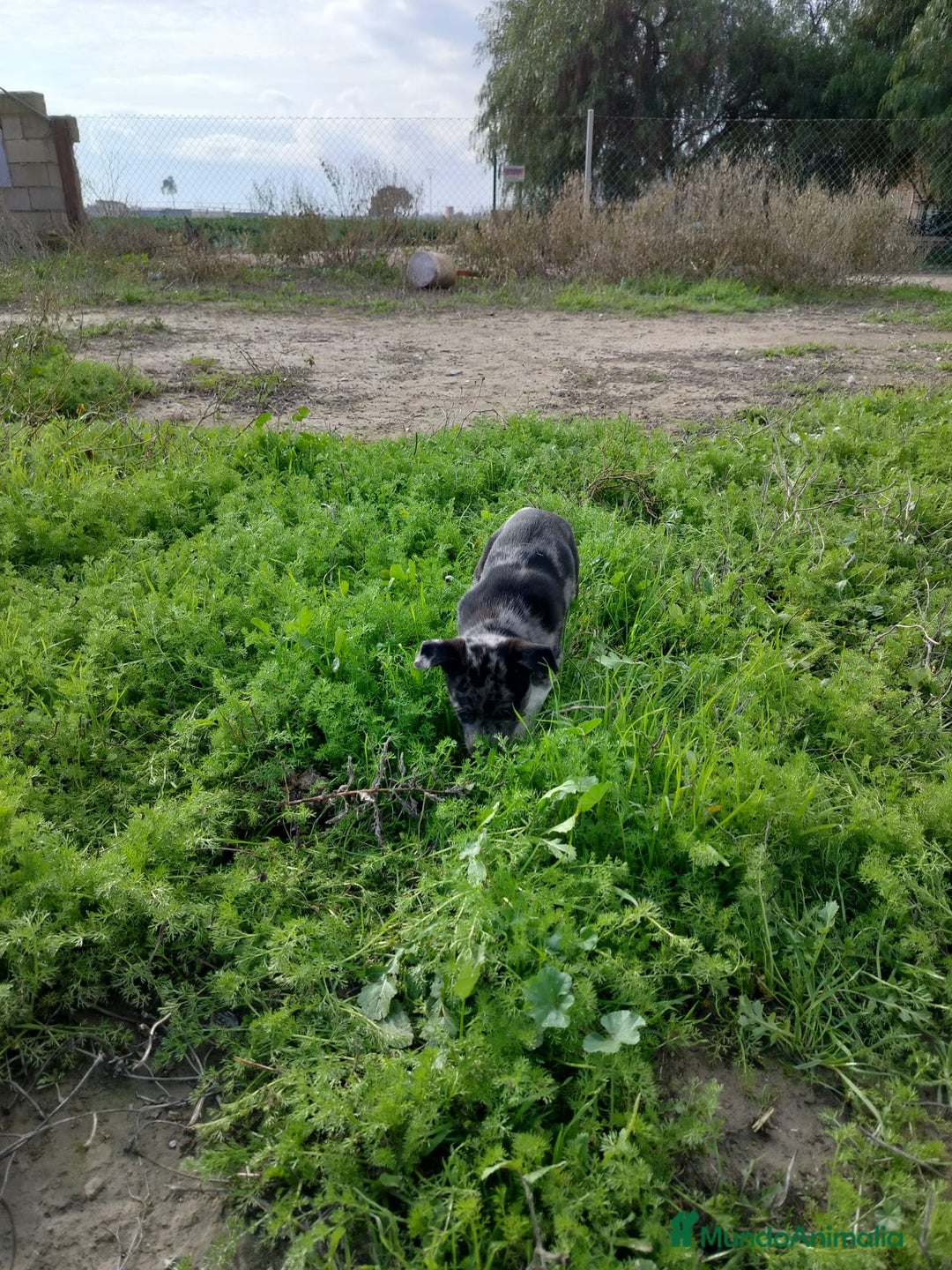 Border Collie perros en venta: BORDER COLLIE - Anuncio 18