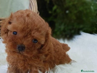 Caniche Toy perros en Badajoz - Anuncio 15