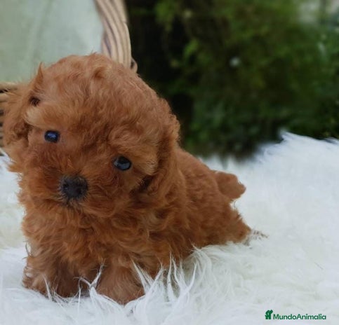 Caniche Toy perros en Badajoz - Anuncio 15
