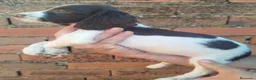 English Springer Spaniel perros en venta:  CACHORRO SPRINGER  - Anuncio 3