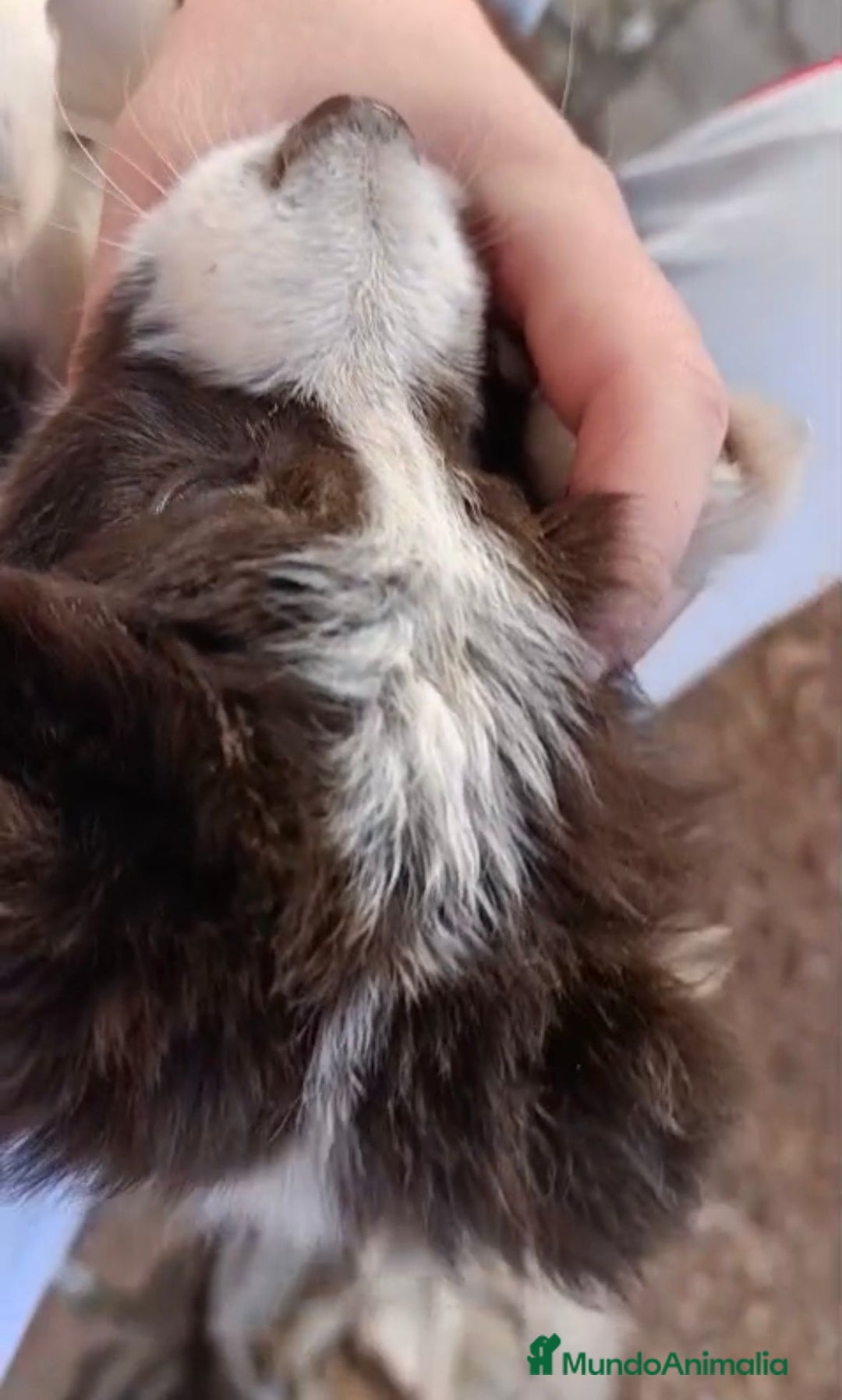 Border Collie perros en venta: Border collie tricolor chocolate  - Anuncio 4