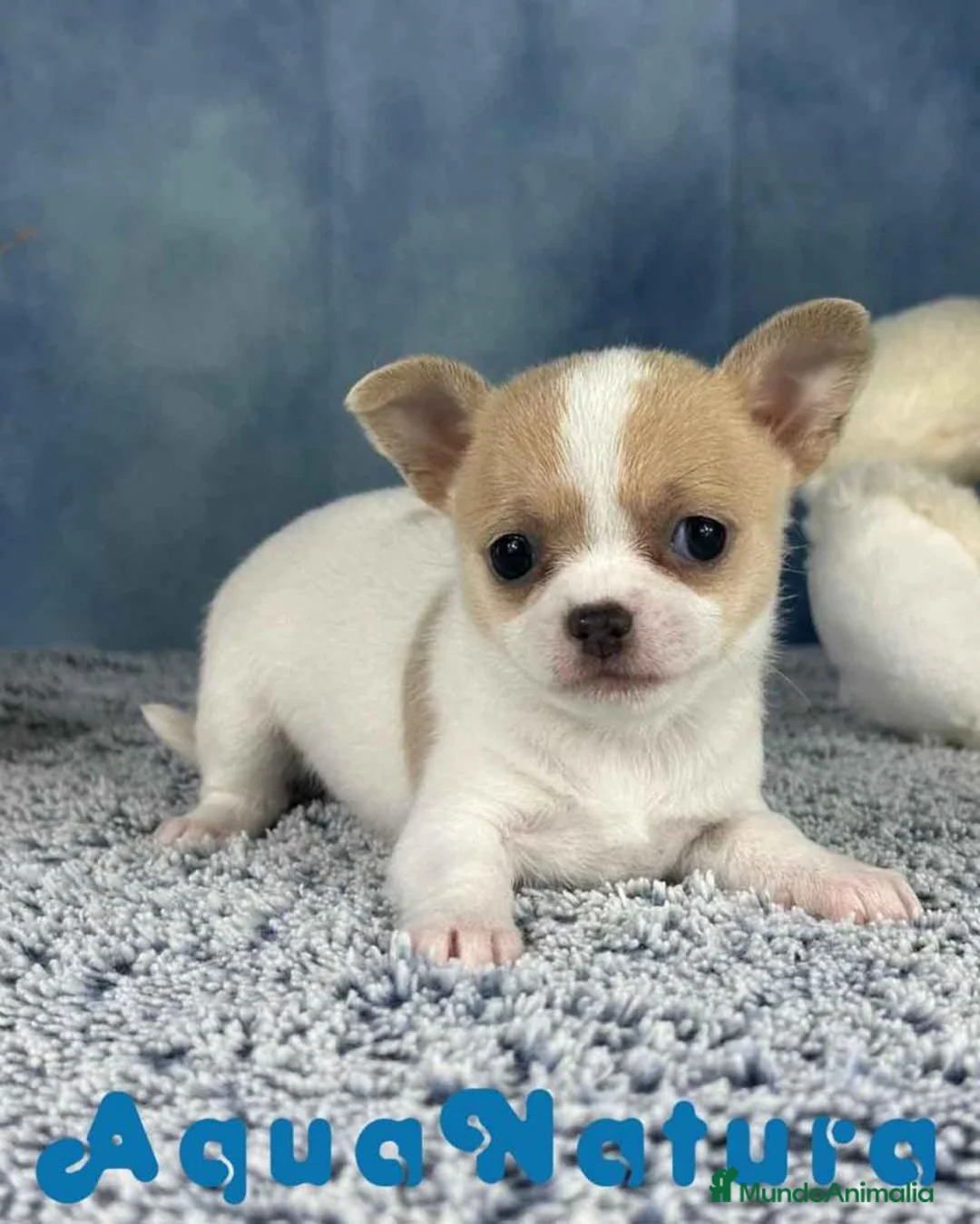 Chihuahua perros en venta: Chihuahua Hembra 7749 AQUANATURA - Anuncio 2