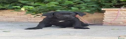 Cane Corso perros en venta: Cachorras de cane corso  - Anuncio 13