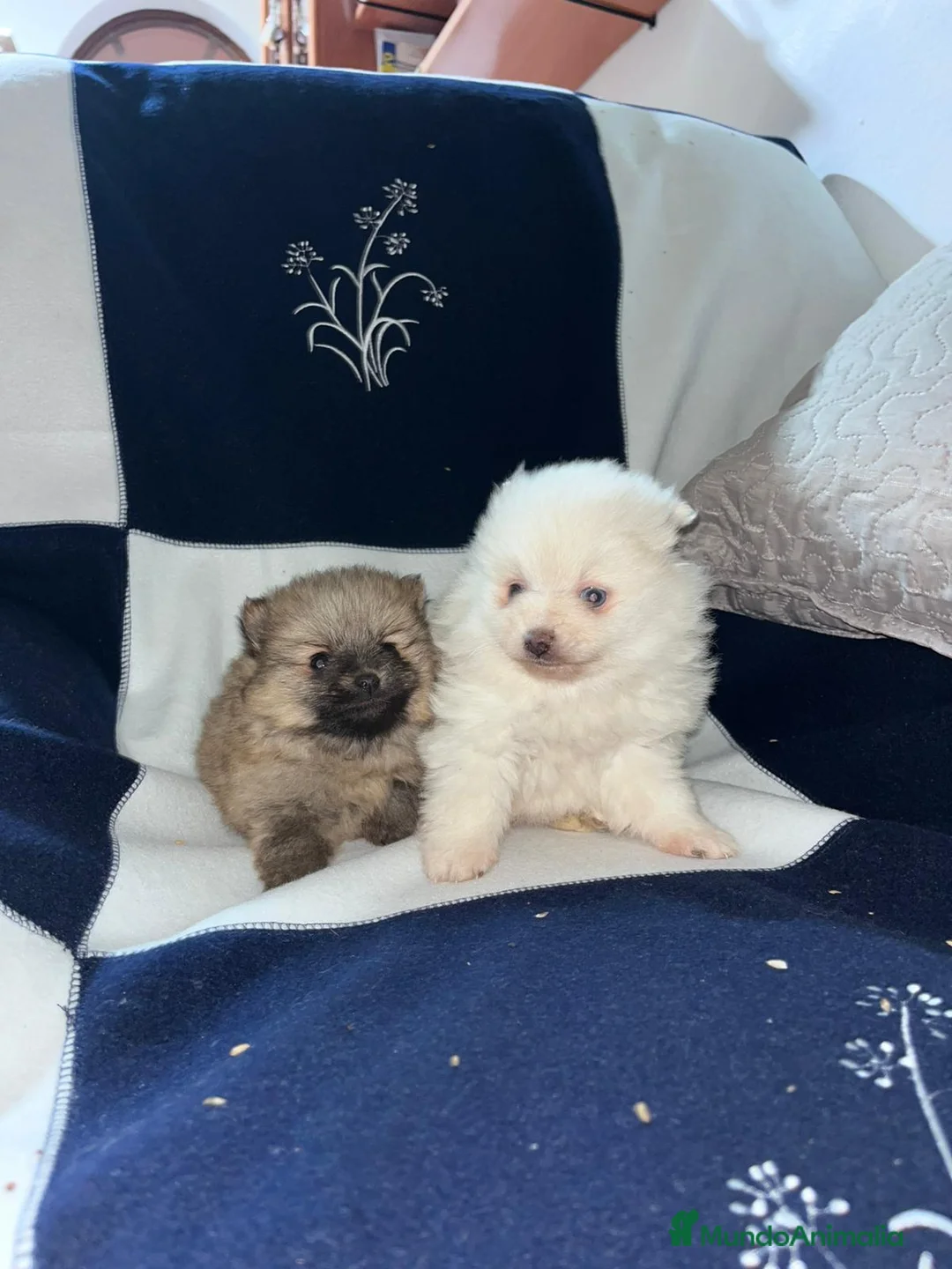 Pomerania perros en venta: Pomerania toy  - Anuncio 1