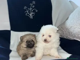 Pomerania perros Pomerania toy - Anuncio 1
