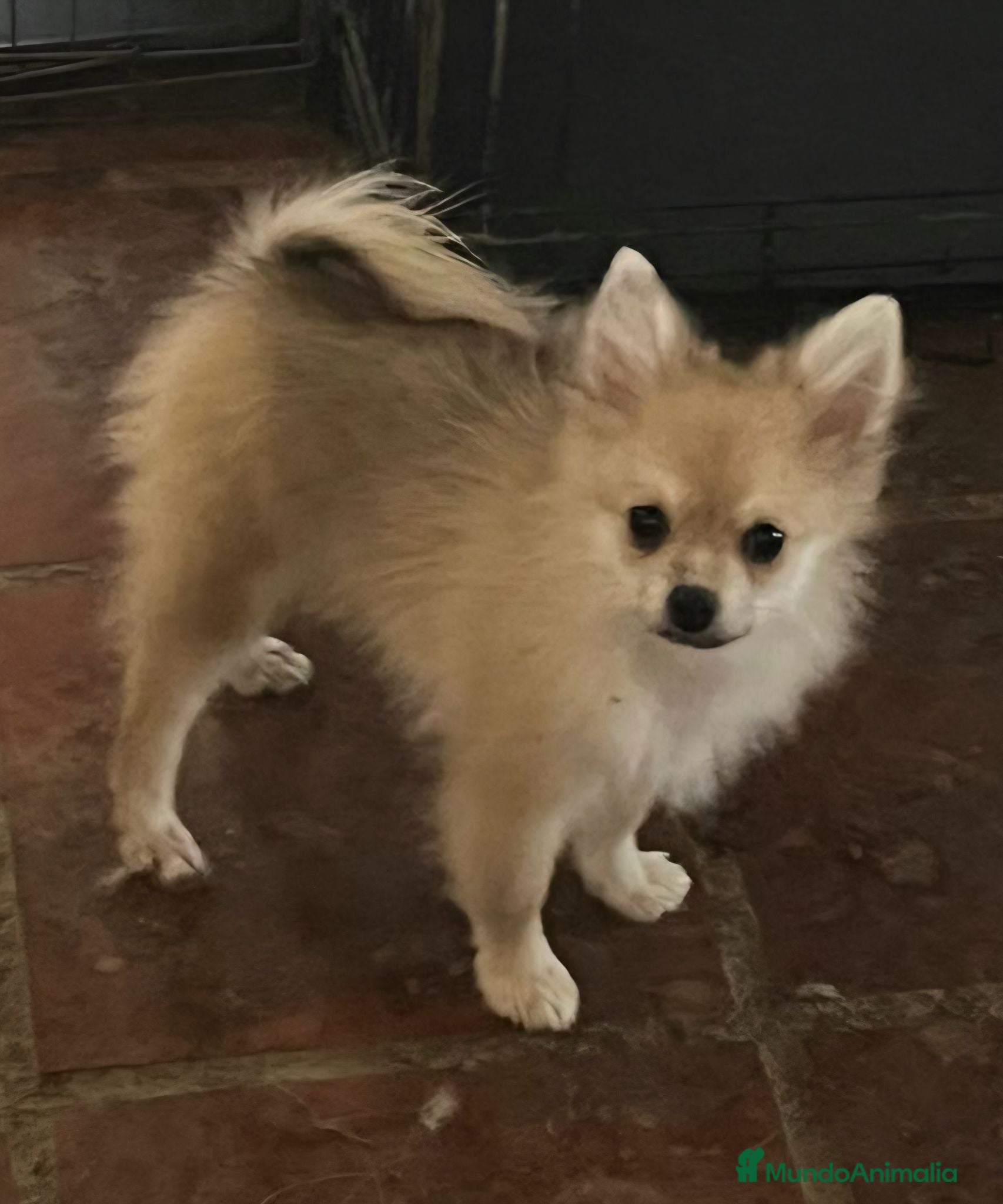 Pomerania perros POMERANIAN CON CALCETINES  - Anuncio 3