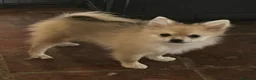 Pomerania perros en venta: POMERANIAN CON CALCETINES  - Anuncio 1