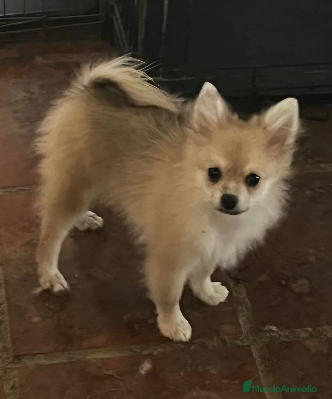Pomerania perros en venta: POMERANIAN CON CALCETINES  - Anuncio 1