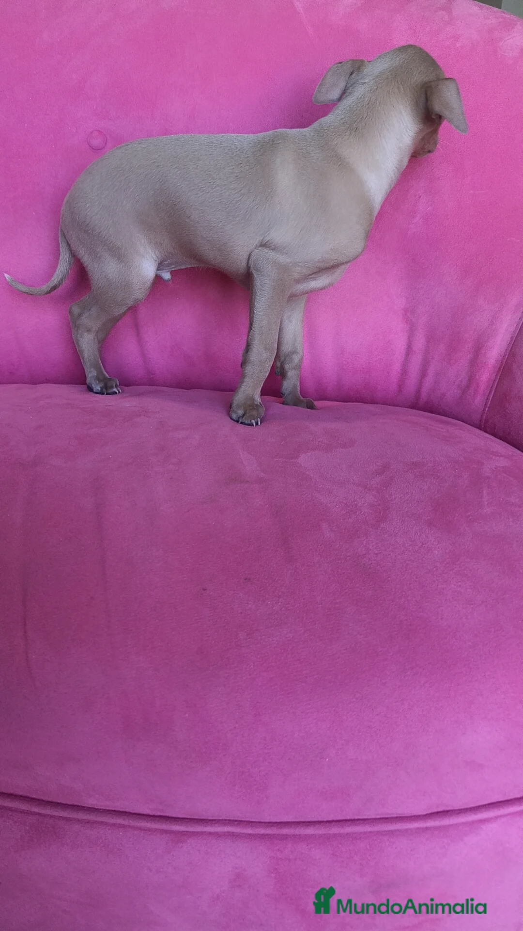 Pequeño Lebrel Italiano perros en venta: Piccolo Galgo Italiano Lebrel - Anuncio 6