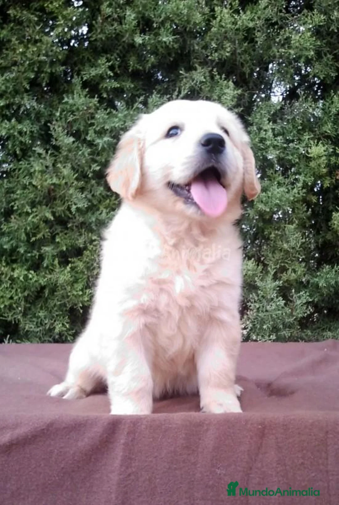 Imagen de galería {{count}}