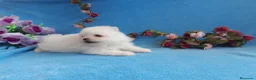 Pomerania perros en venta: IMPRESIONANTES POMERANIA MACHOS Y HEMBRAS  - Anuncio 30