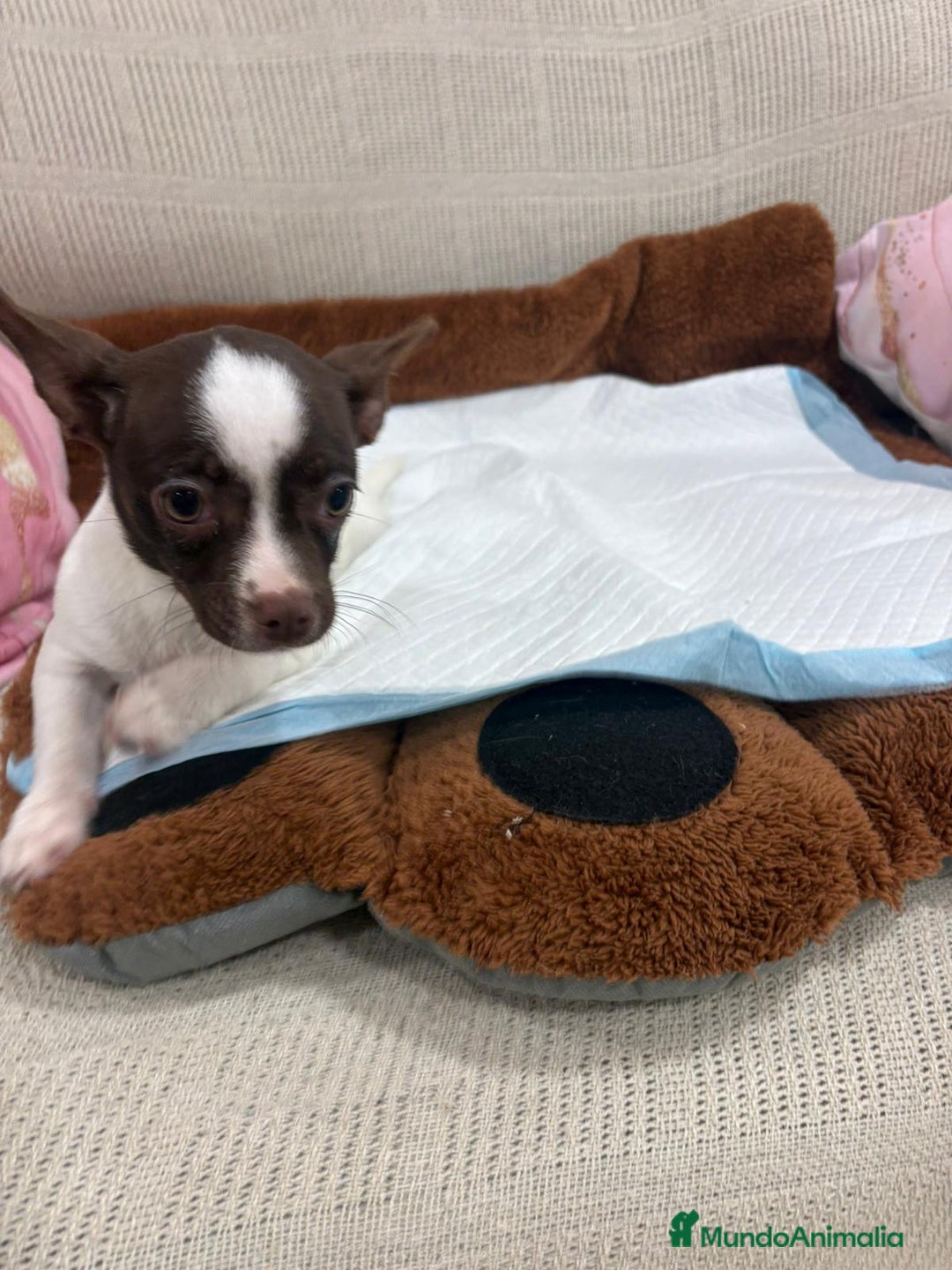 Chihuahua perros en venta: Chihuahua hembra - Anuncio 2
