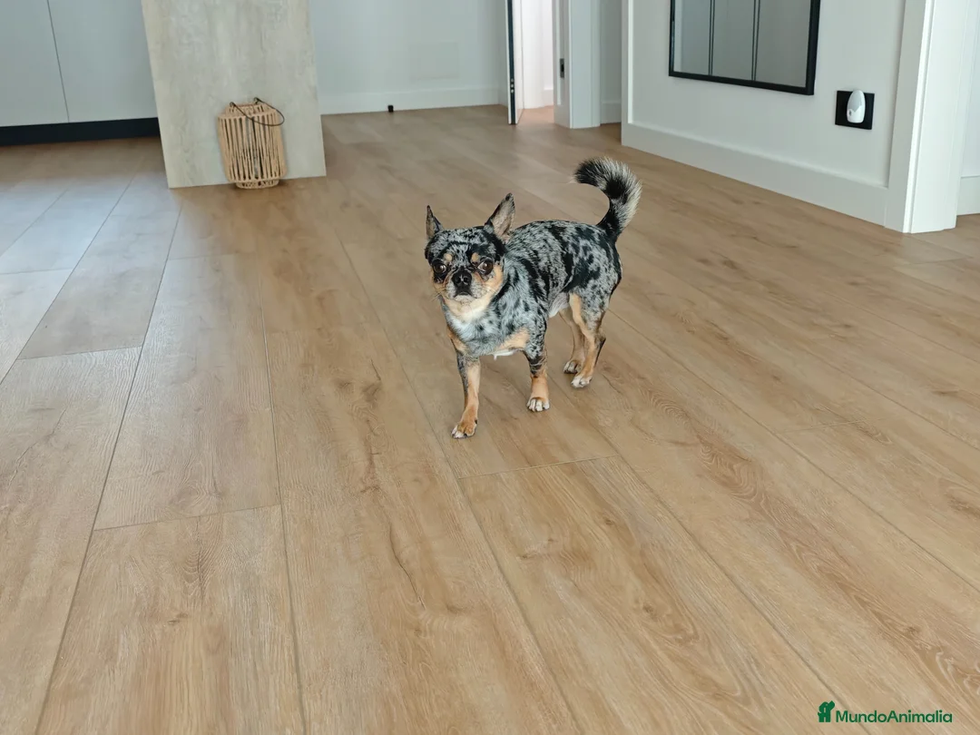 Chihuahua perros para monta: Se ofrece chiguagua para monta. en Barcelona - Anuncio 1