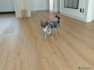 Chihuahua perros Se ofrece chiguagua para monta. - Anuncio 1