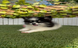 Pomerania perros en venta: POMERANIA MACHO ENVIOS A TODA ESPAÑA - Imagen 1
