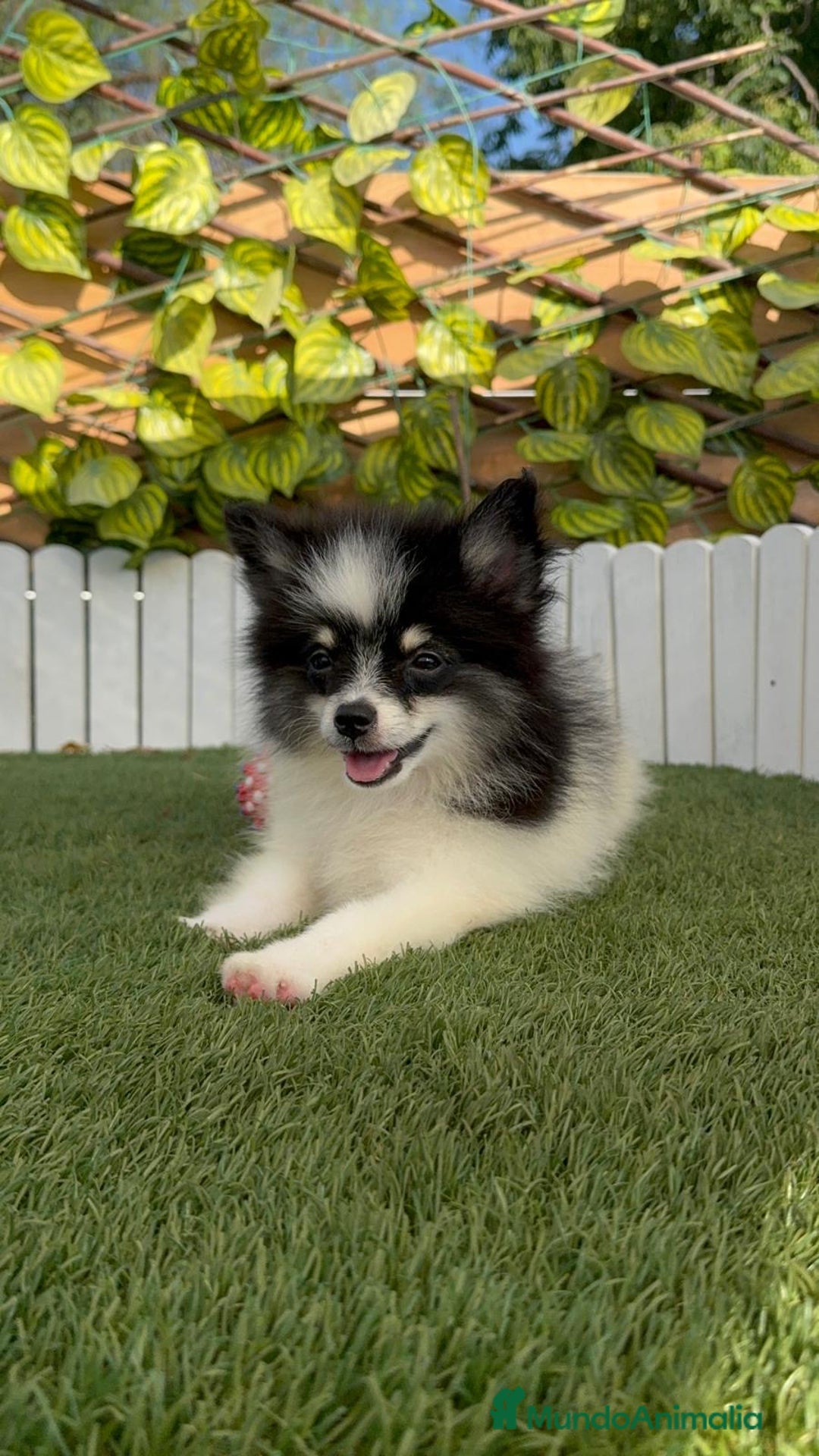 Pomerania perros en venta: POMERANIA MACHO ENVIOS A TODA ESPAÑA - Imagen 1