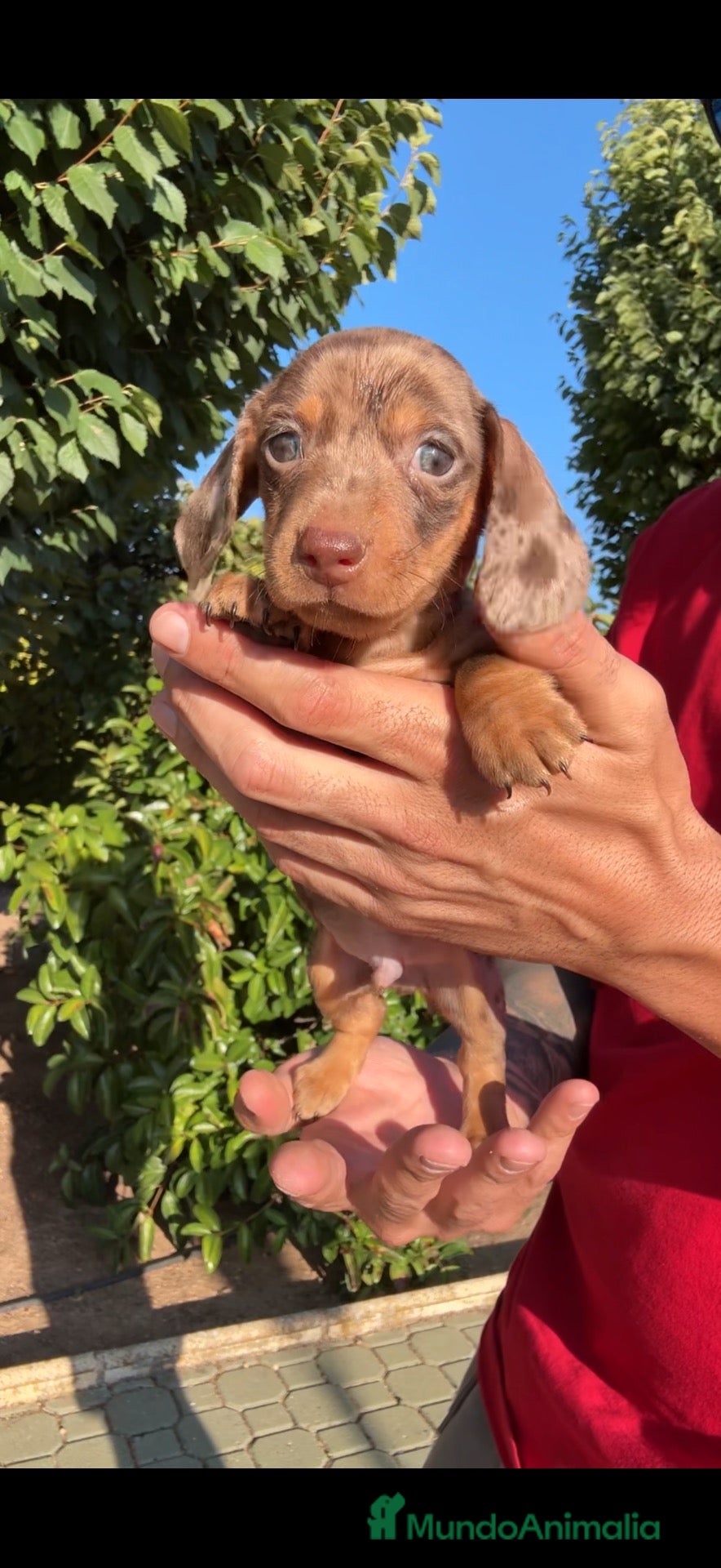 Teckel Miniatura perros TECKEL KANINCHEN PELO CORTO  - Anuncio 1