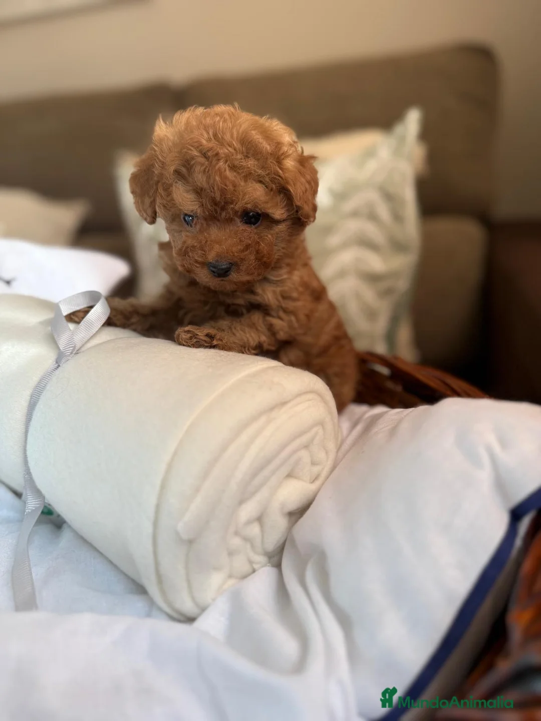 Caniche Toy perros en venta: Caniche TOY Macho líneas asiáticas  - Anuncio 1