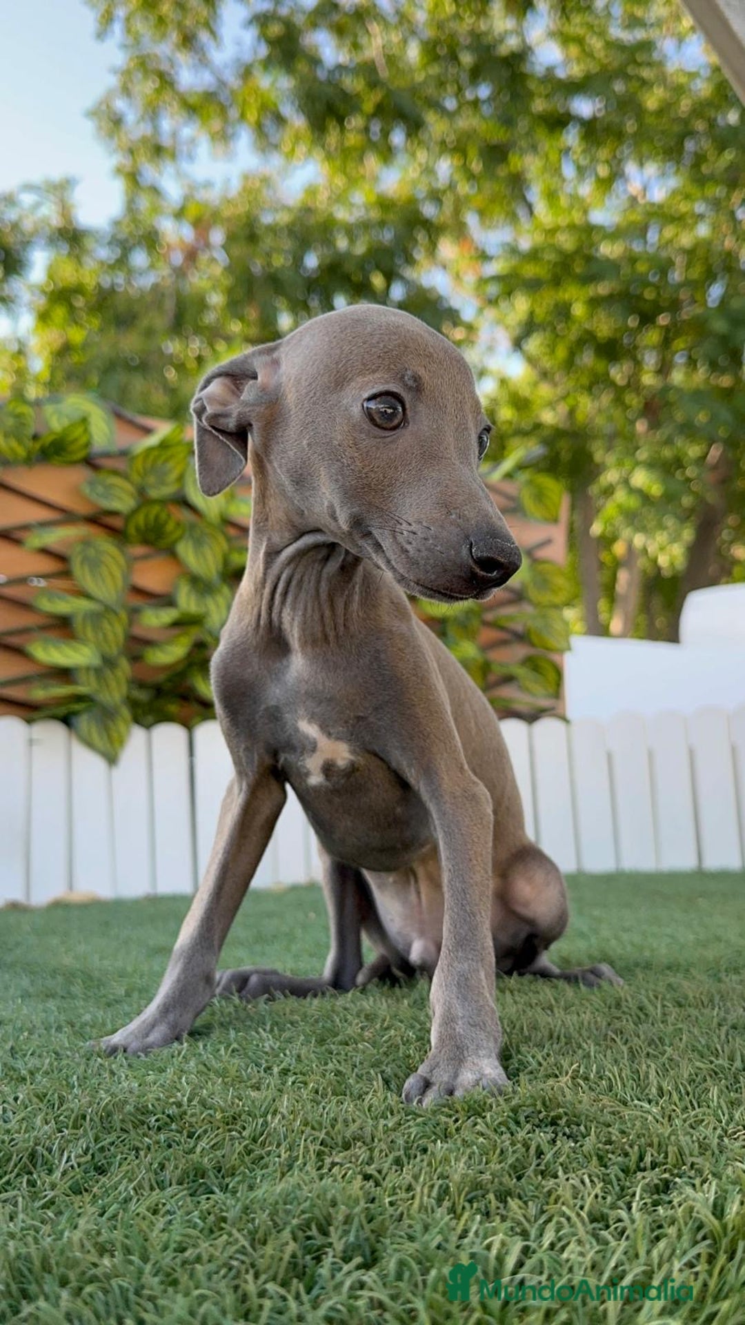 Pequeño Lebrel Italiano perros en venta: PICCOLO BLUE - Imagen 1