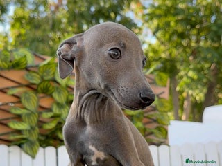 Pequeño Lebrel Italiano perros - Anuncio 14