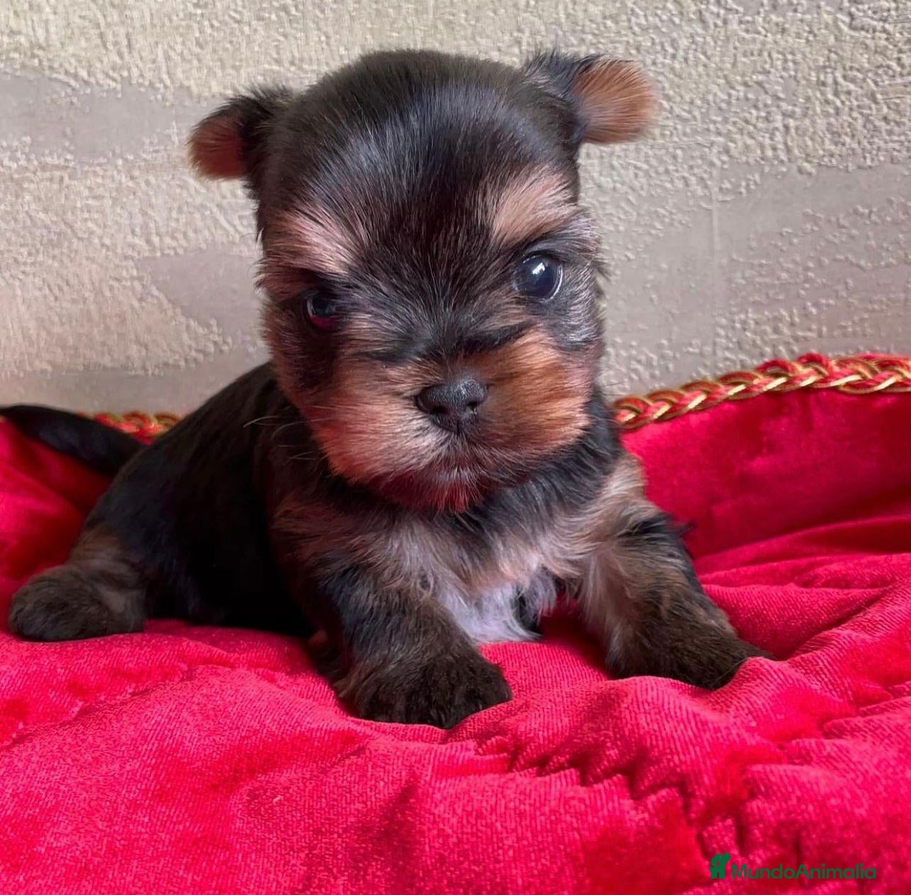 Yorkshire Terrier perros Yorkshire Terrier Toy - Anuncio 1