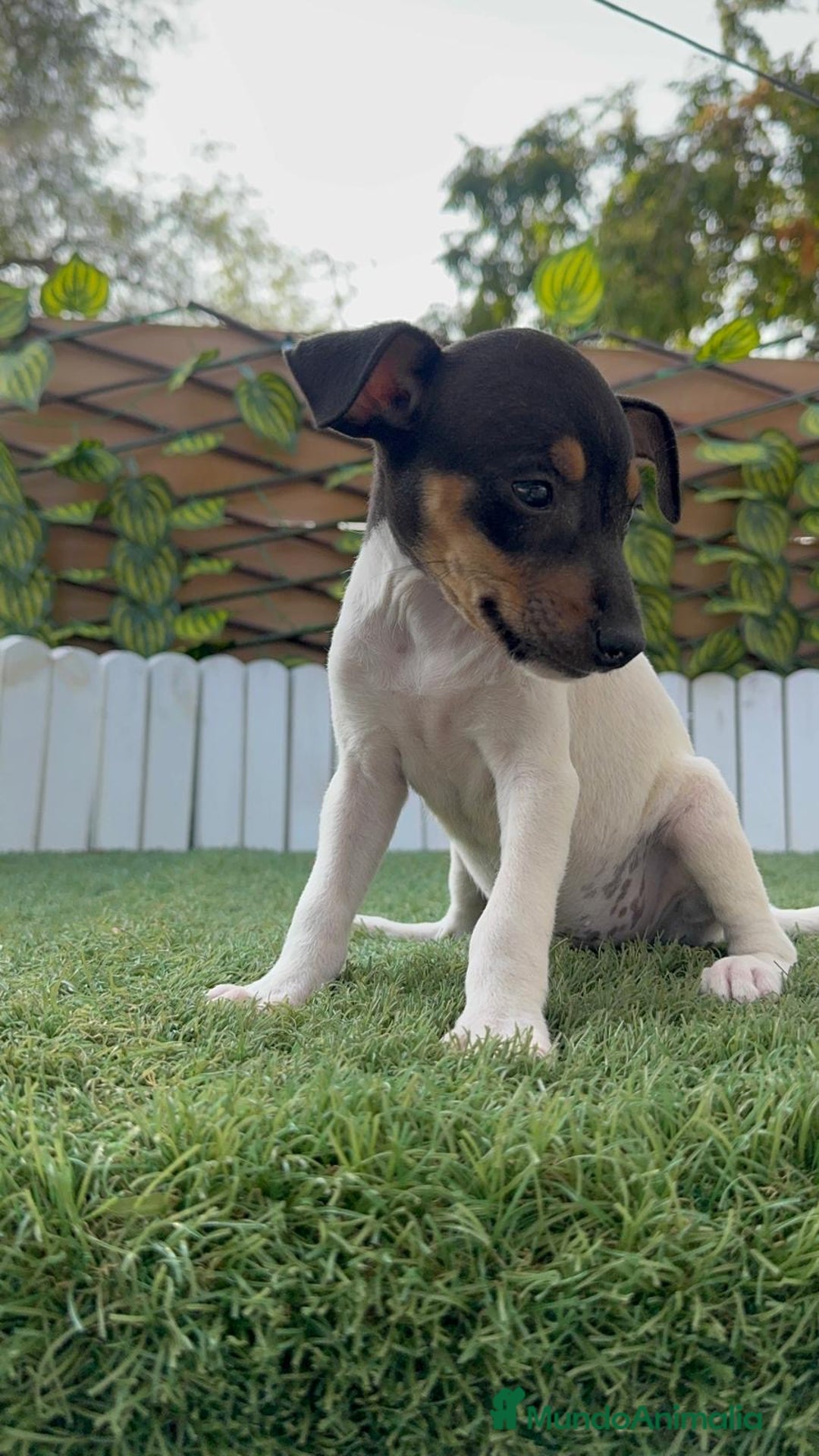 Ratonero Bodeguero Andaluz perros en venta: BODEGUERO ANDALUZ - Imagen 14