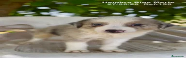 Border Collie 1