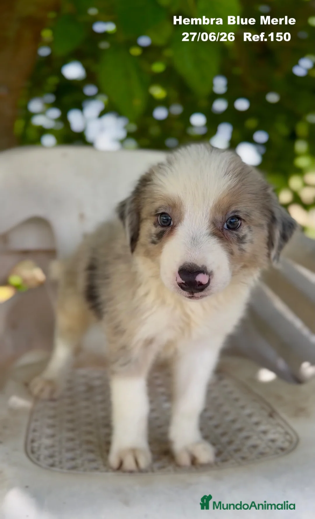 Border Collie perros en venta: Border Collie Hembra Blue Merle - Anuncio 20