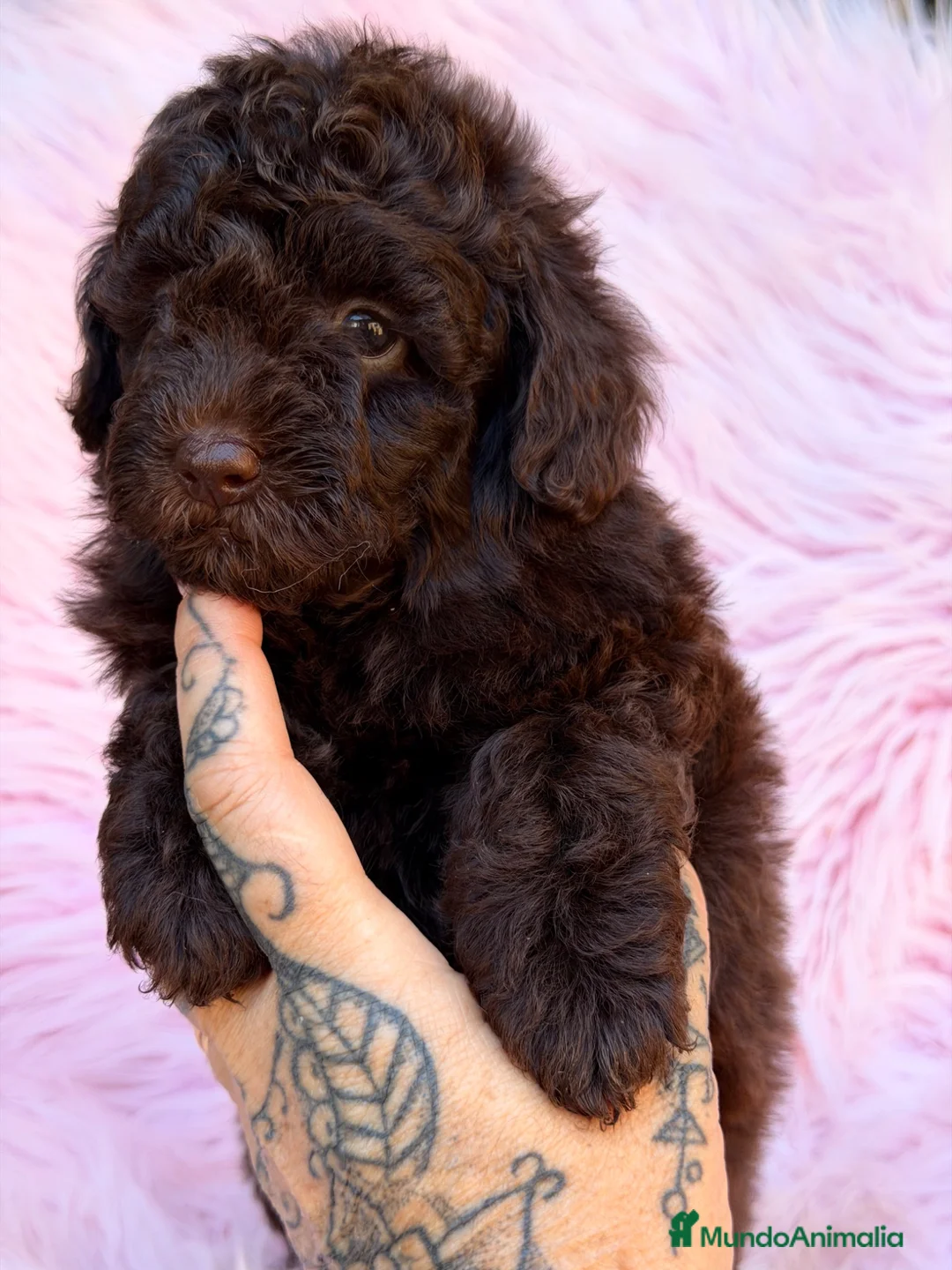 Caniche Toy perros en venta: Caniche  chocolate Toy  - Anuncio 2