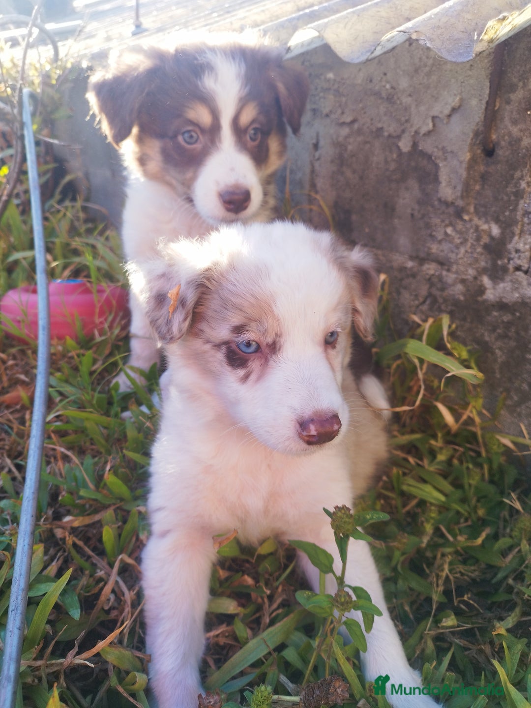 Border Collie perros en venta: Se venden border collie  - Anuncio 8