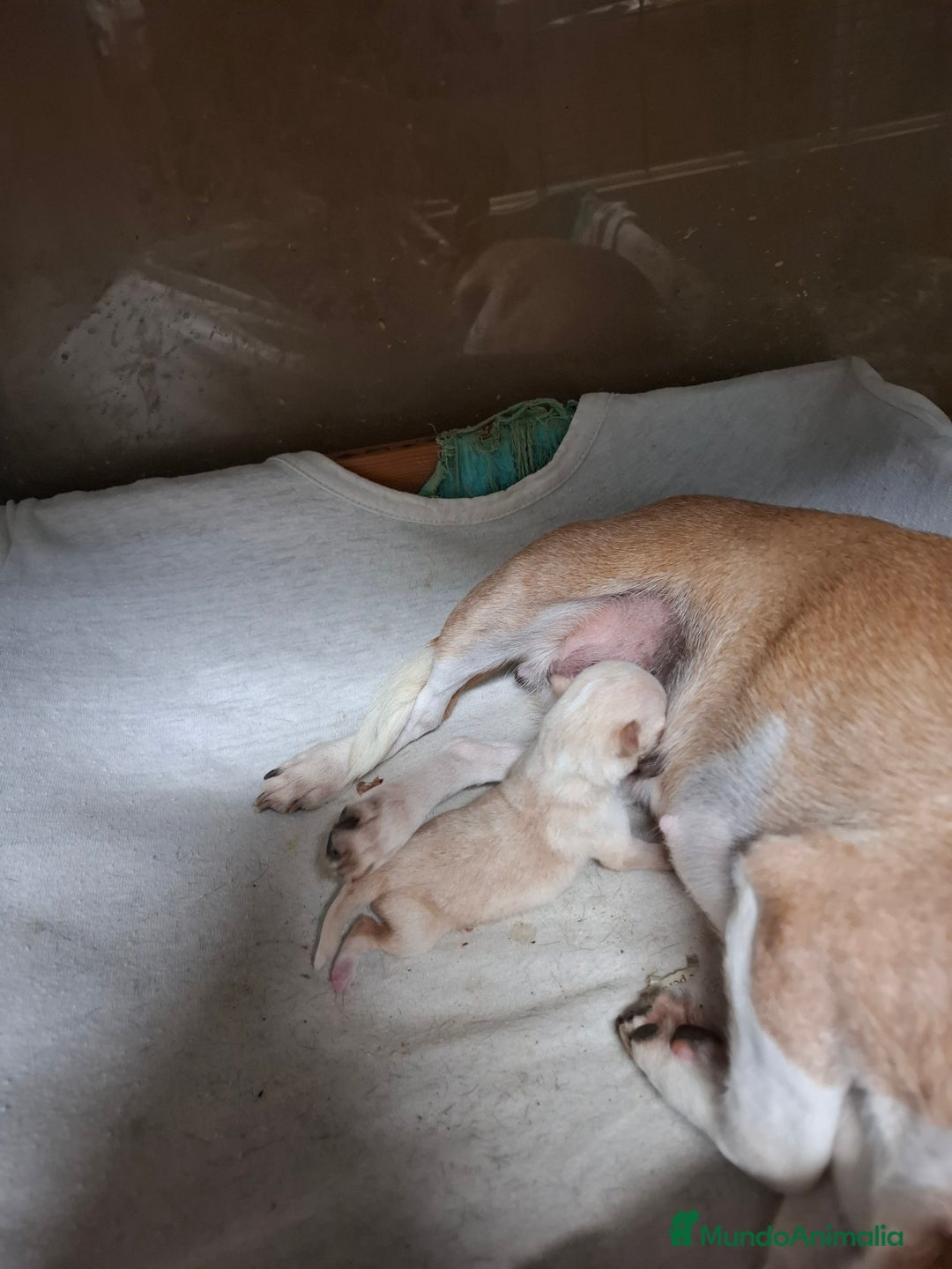 Chihuahua perros en venta: Chihuahua macho - Anuncio 1