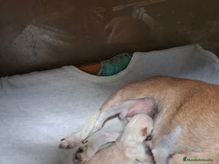 Chihuahua perros Chihuahua macho - Anuncio 1