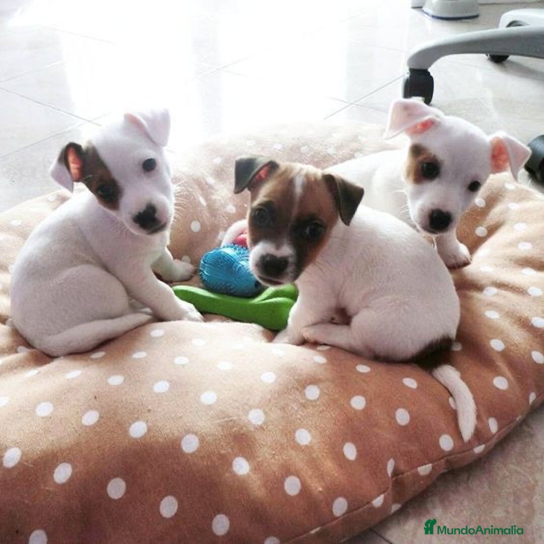Jack Russell Terrier perros en venta: Jack Russell Terrier - Anuncio 3