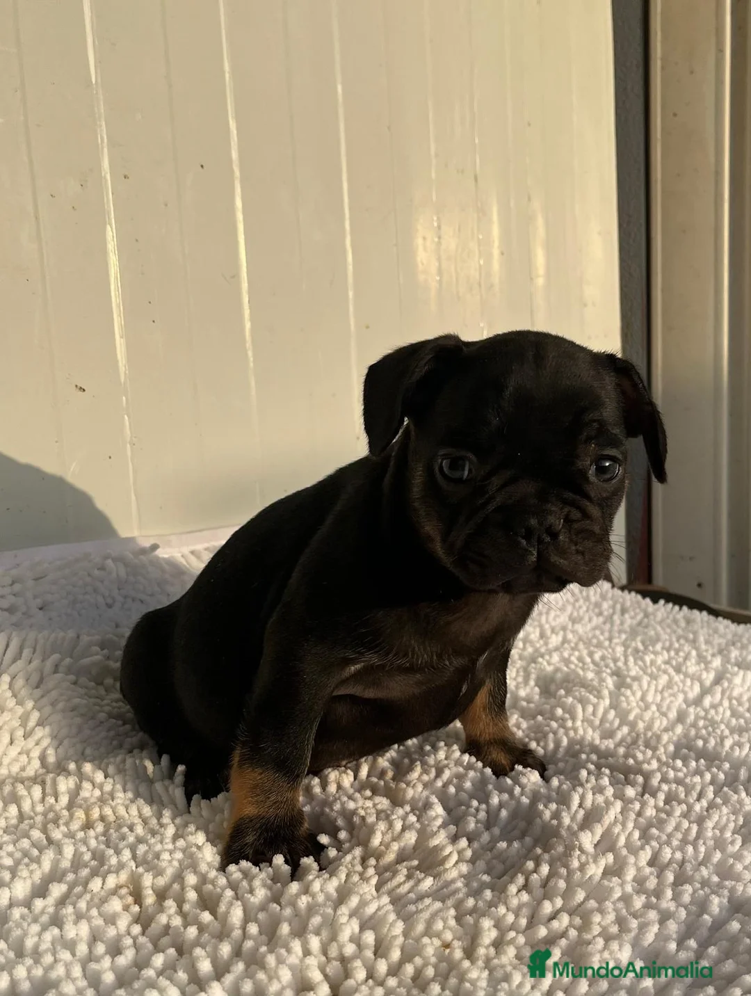 Bulldog Francés perros en venta: Bulldog Frances  - Anuncio 2