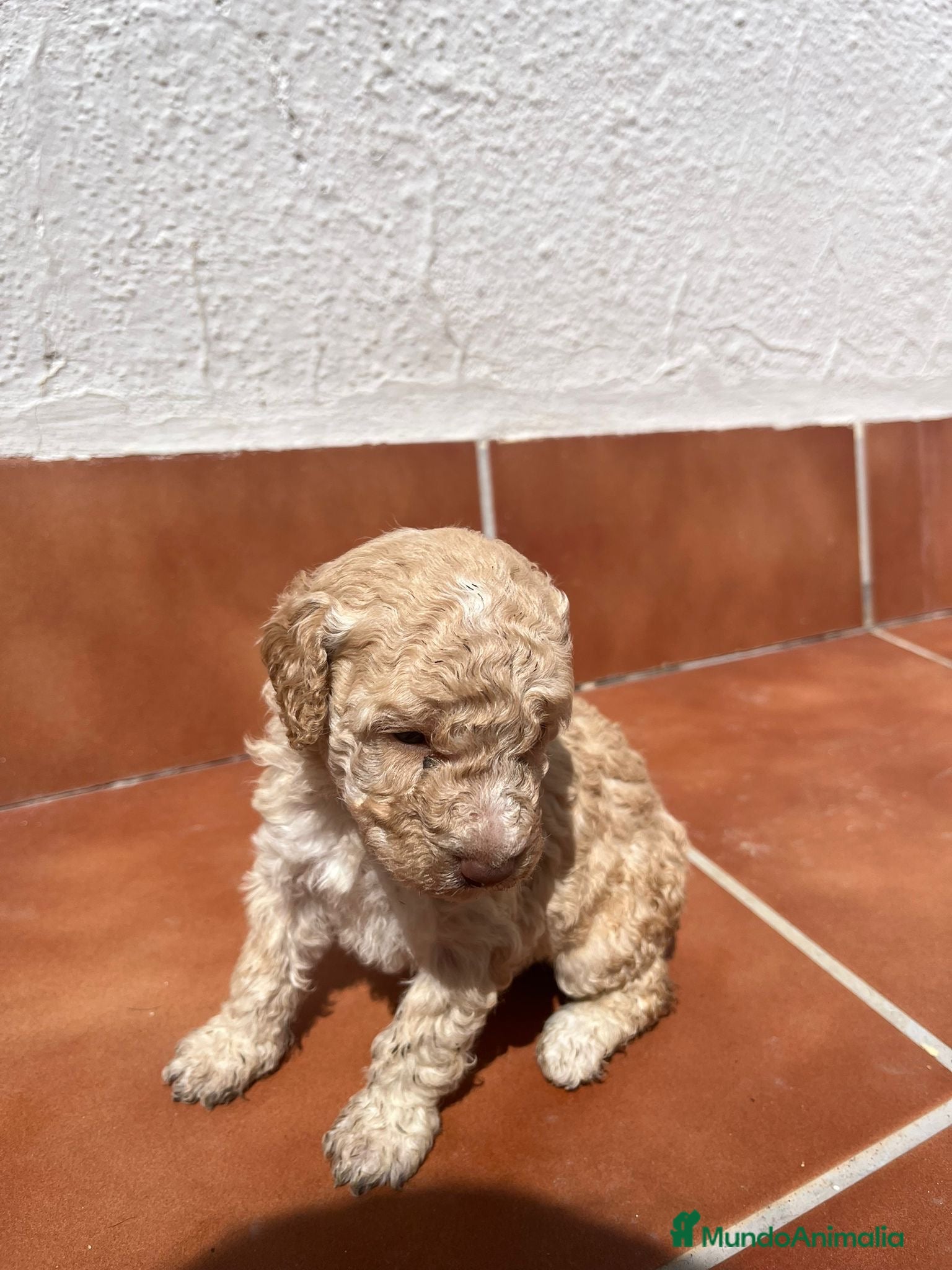 Perro de Agua Español perros Hembrita de perro de agua - Anuncio 1