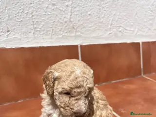 Perro de Agua Español perros Hembrita de perro de agua - Anuncio 1