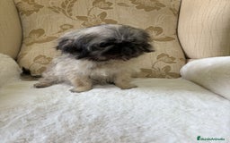 Pekinés perros en venta: Cachorros de Pekines Imperial hembras  - Imagen 27
