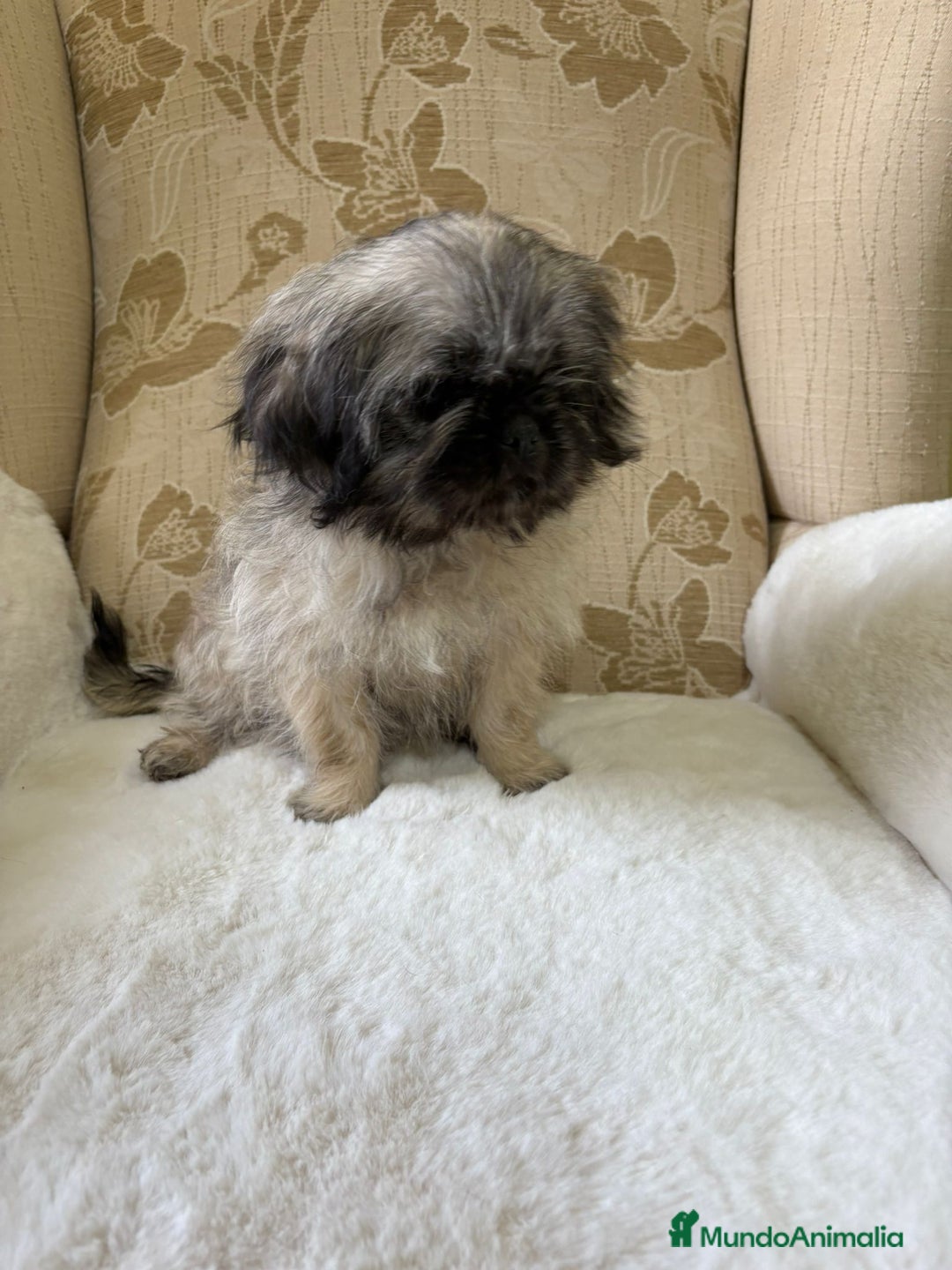 Pekinés perros en venta: Cachorros de Pekines Imperial hembras  - Imagen 27