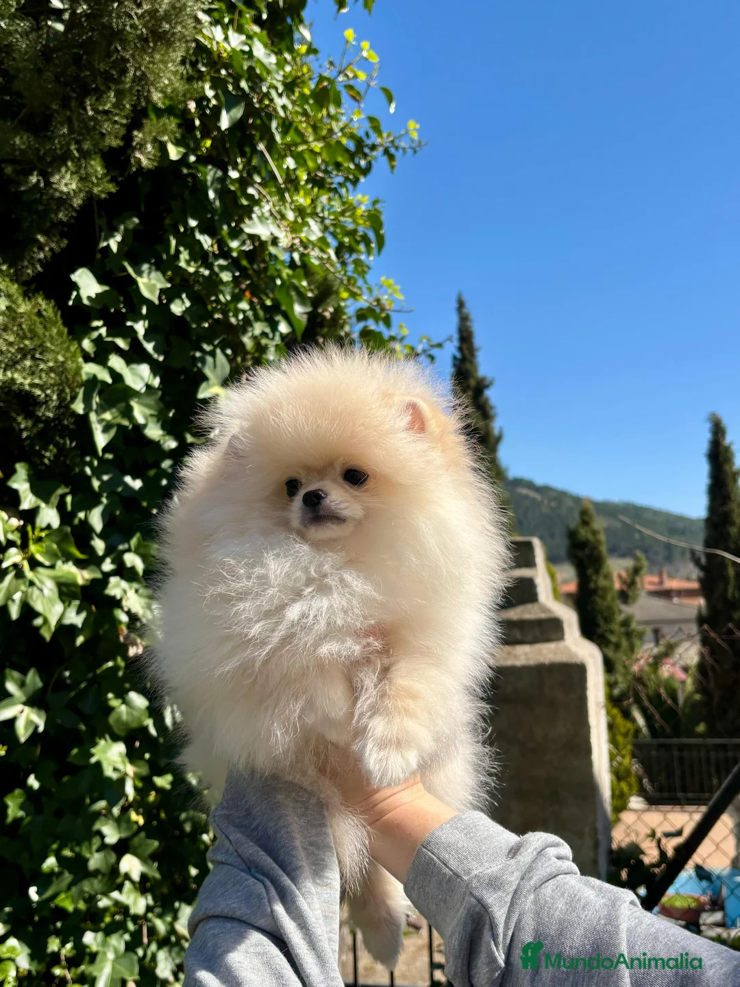 Pomerania perros en venta: Machito línea coreana  - Anuncio 3