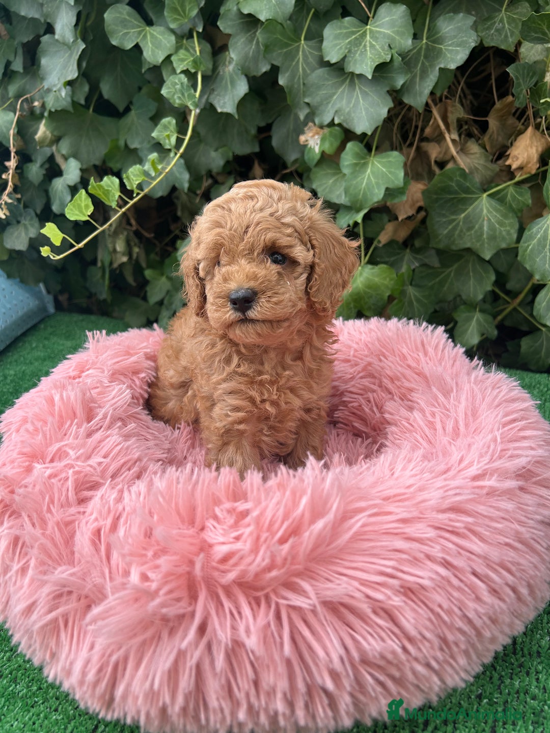 Raza Mixta perros en venta: caniche  - Anuncio 4