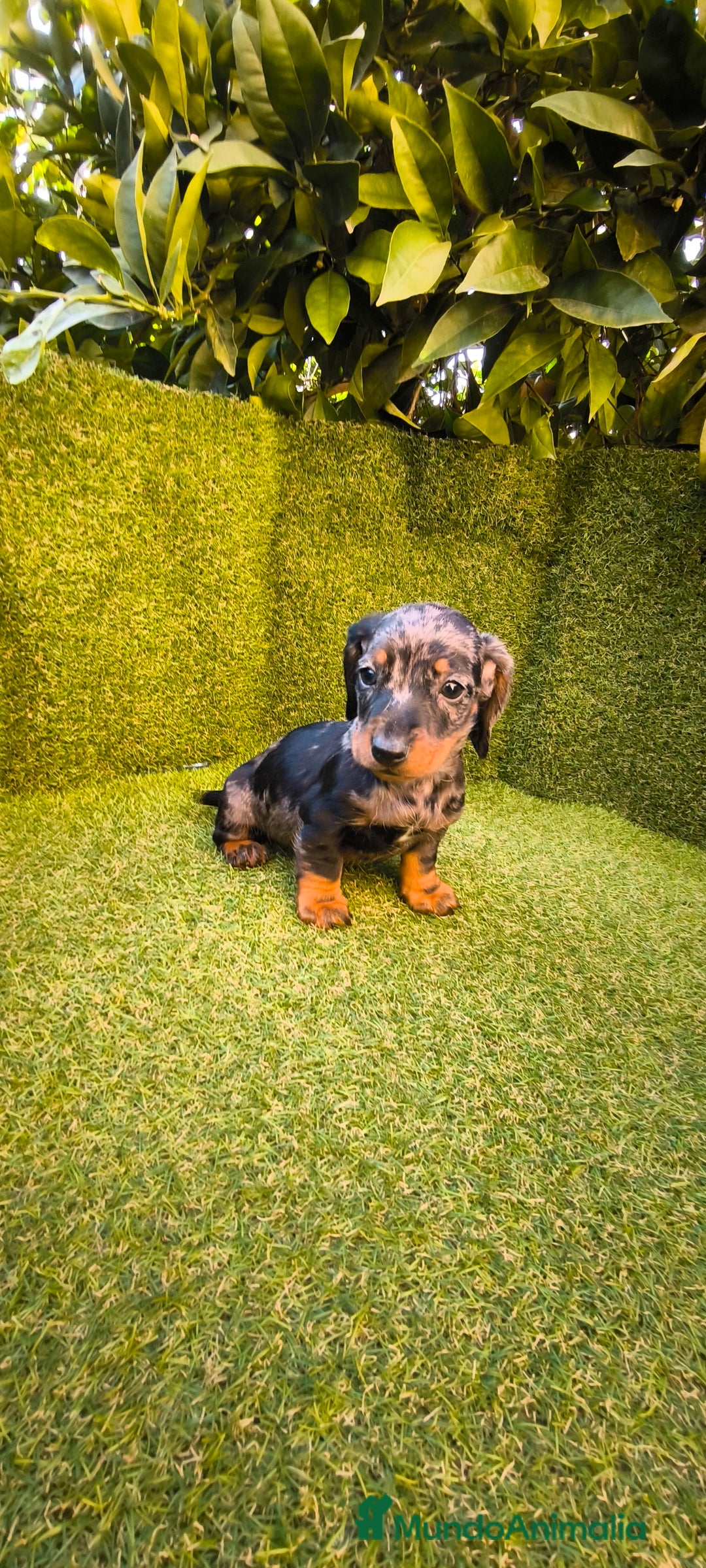 Teckel Miniatura perros en venta: camada de teckel miniatura varios colores  - Anuncio 10