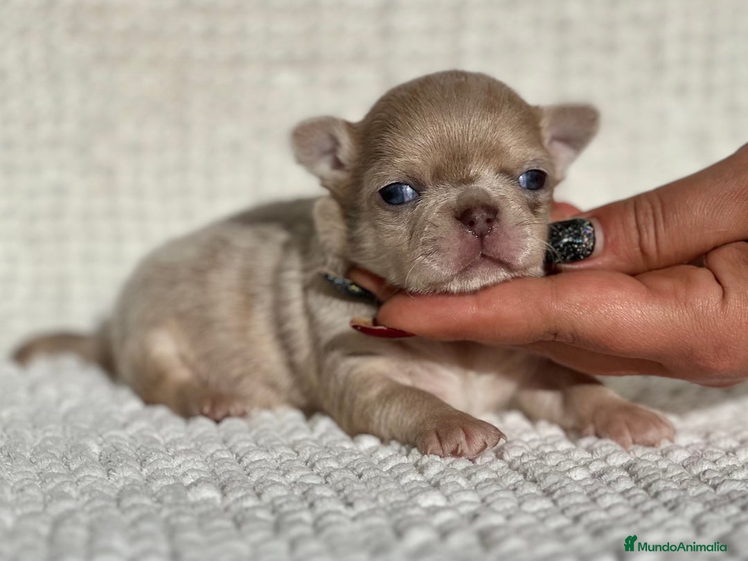 Chihuahua perros en venta: CHIHUAHUA CABEZA DE MANZANA LÍNEA RUSA - Anuncio 3